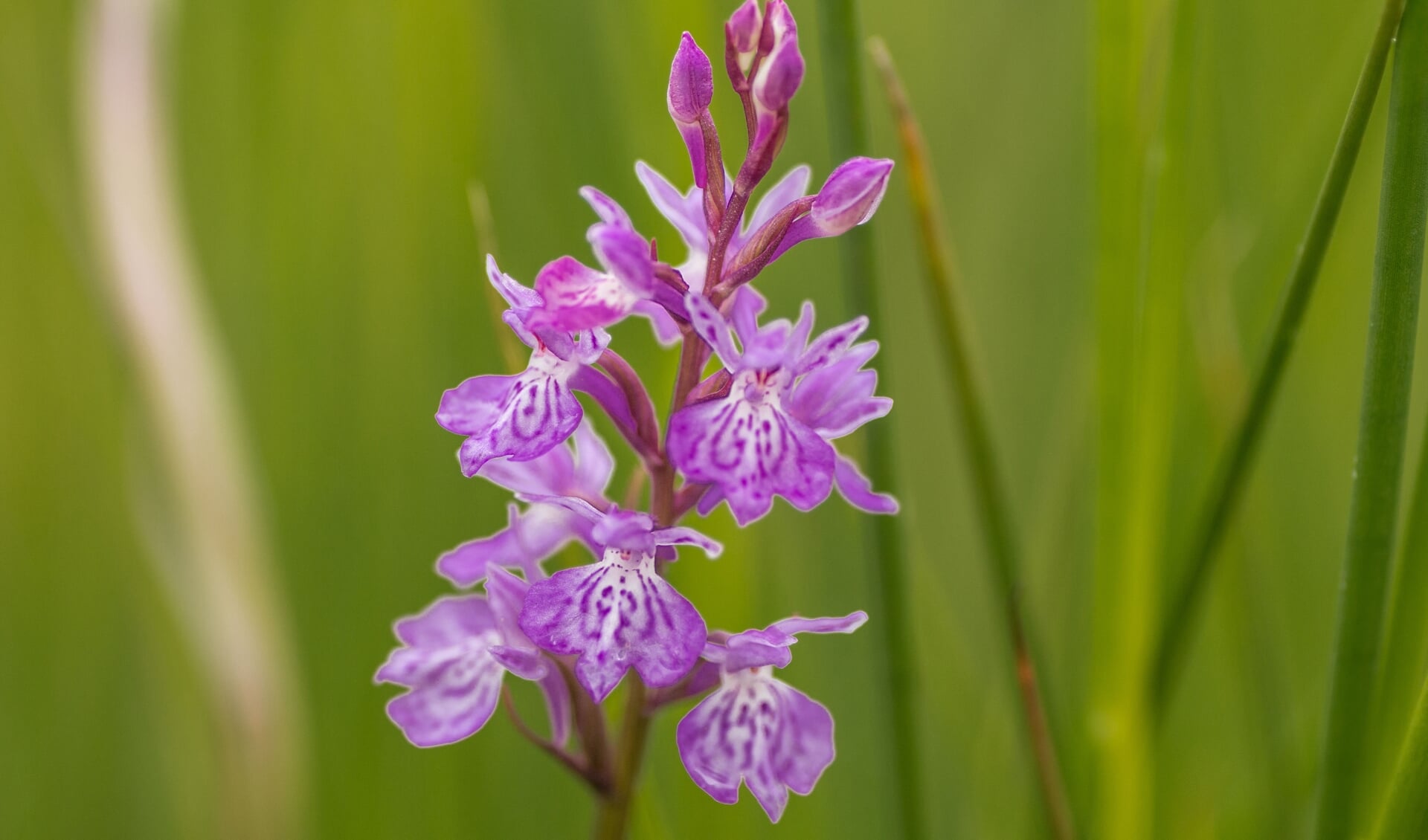 Gevlekte orchis. Foto: Michel Hol
