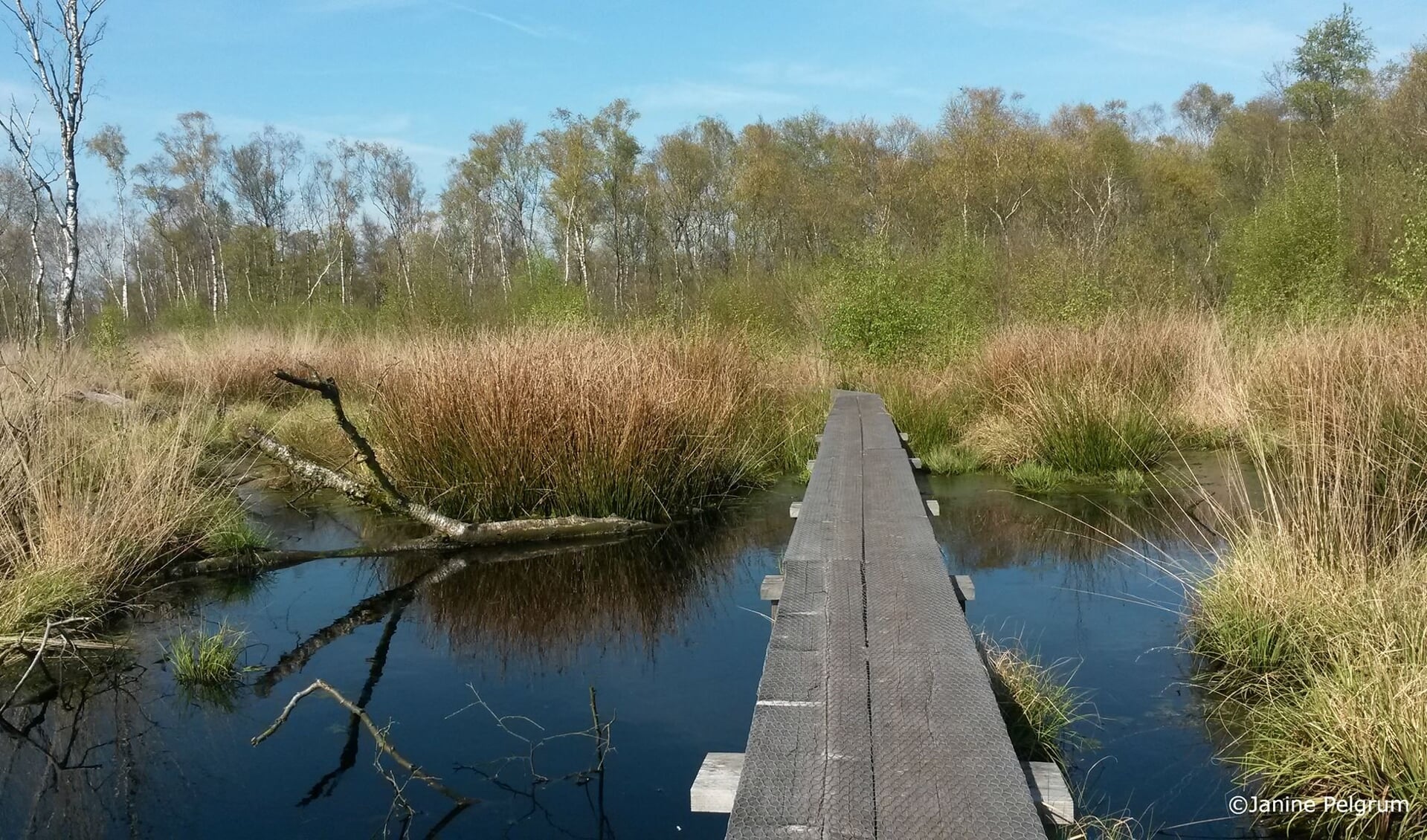 Het Wooldse veen. Foto: Janine Pelgrum