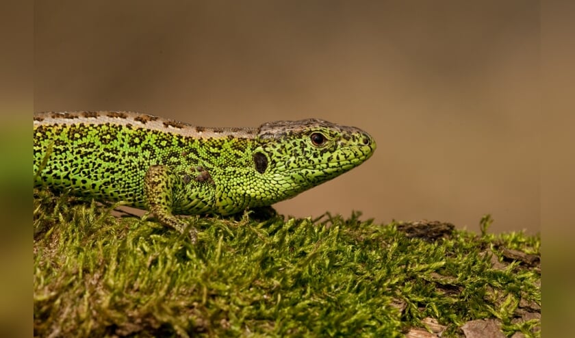 De zandhagedis. Foto: Paul Cools