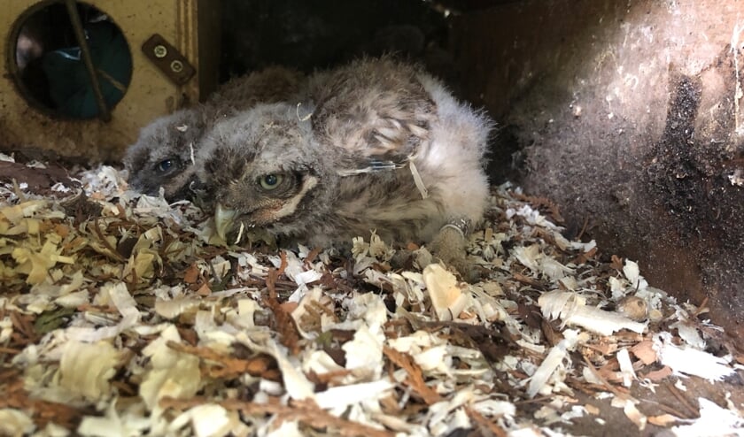 Bij De Bult zijn jonge uiltjes in de kast, zij worden vrijdags geringd en gewogen. Foto: PR