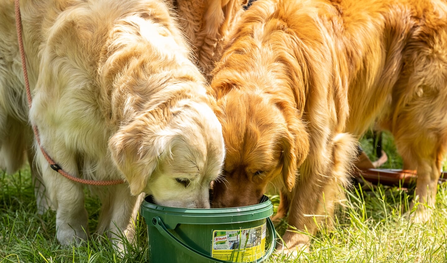 Golden retrievers lessen de dorst na hun proef onder hete omstandigheden. Foto: Burry van den Brink