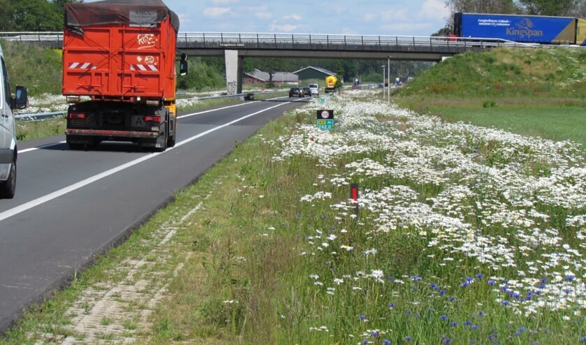 De bloemenzee in de berm van de N18 bij Eibergen. Foto: Rob Stevens