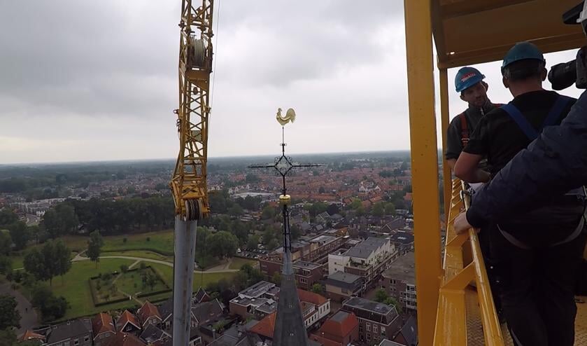 De haan wordt teruggeplaatst. Foto: Vincent van der Pluijm