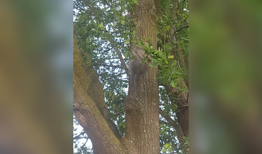 Ook in Oost Gelre zitten de eiken vol met nesten met eikenprocessierupsen.