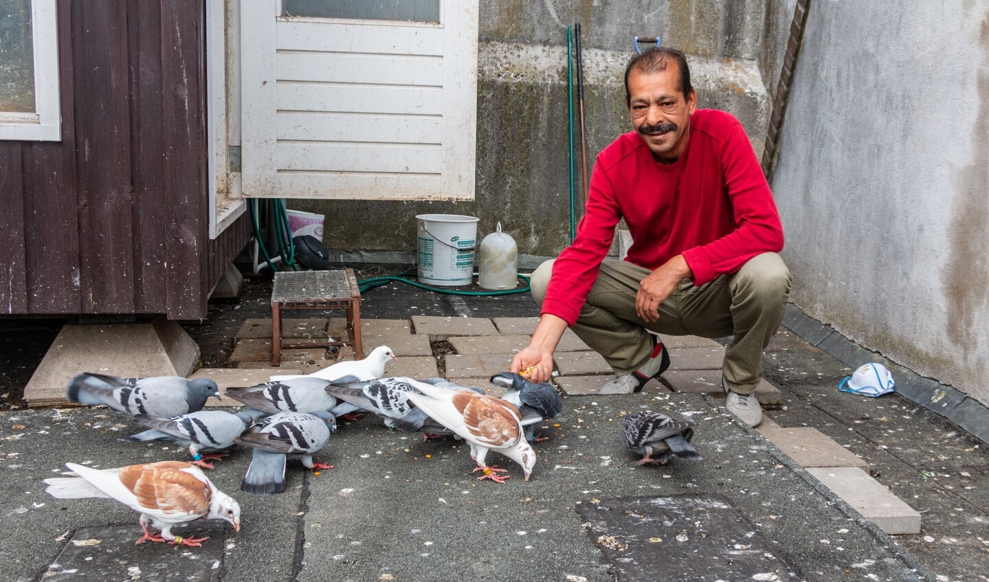 Wanneer duivenverzorger Hamid zijn vaste deuntje fluit vliegen de duiven meteen naar hem toe. Foto: Henk Derksen