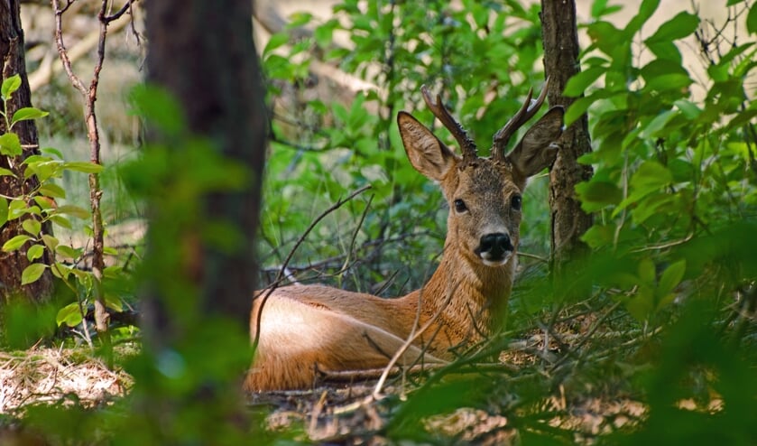 Reeën spotten op landgoed Mentink. Foto: ©Natuurmonumenten-Ben Walet