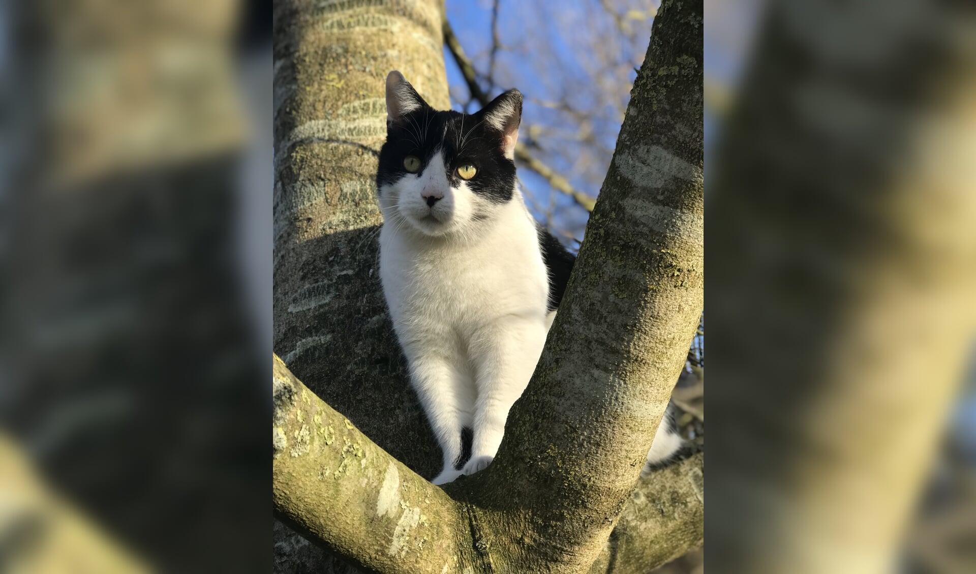 Zorro wordt vermist in Mariënvelde. Foto: Amivedi