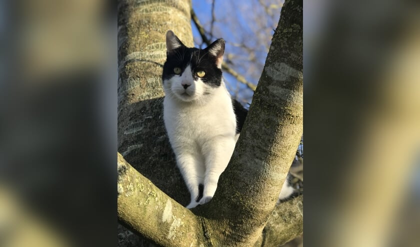 Zorro wordt vermist in Mariënvelde. Foto: Amivedi