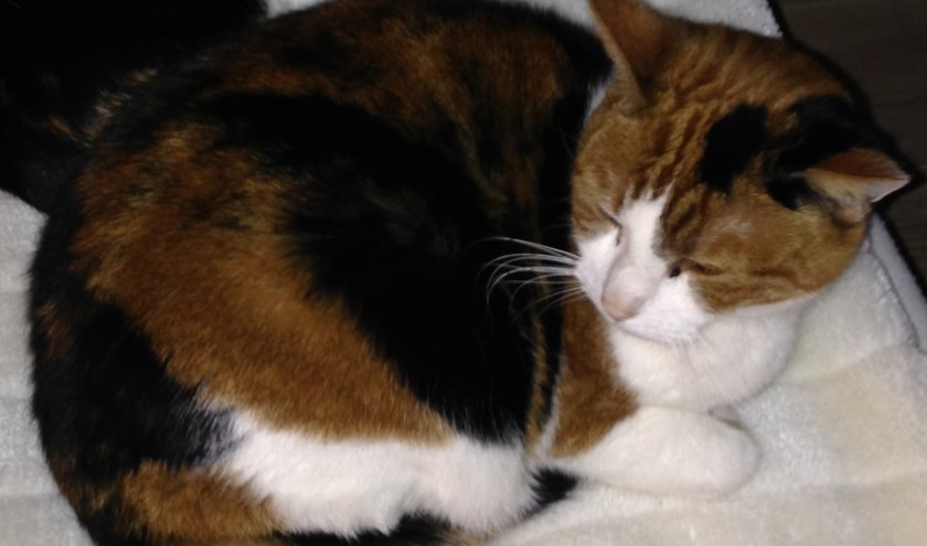 Poes Indy. Foto: PR
