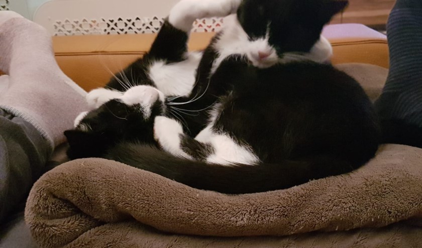 Niki wordt vermist in Ruurlo, omgeving Kastanje. Foto: PR