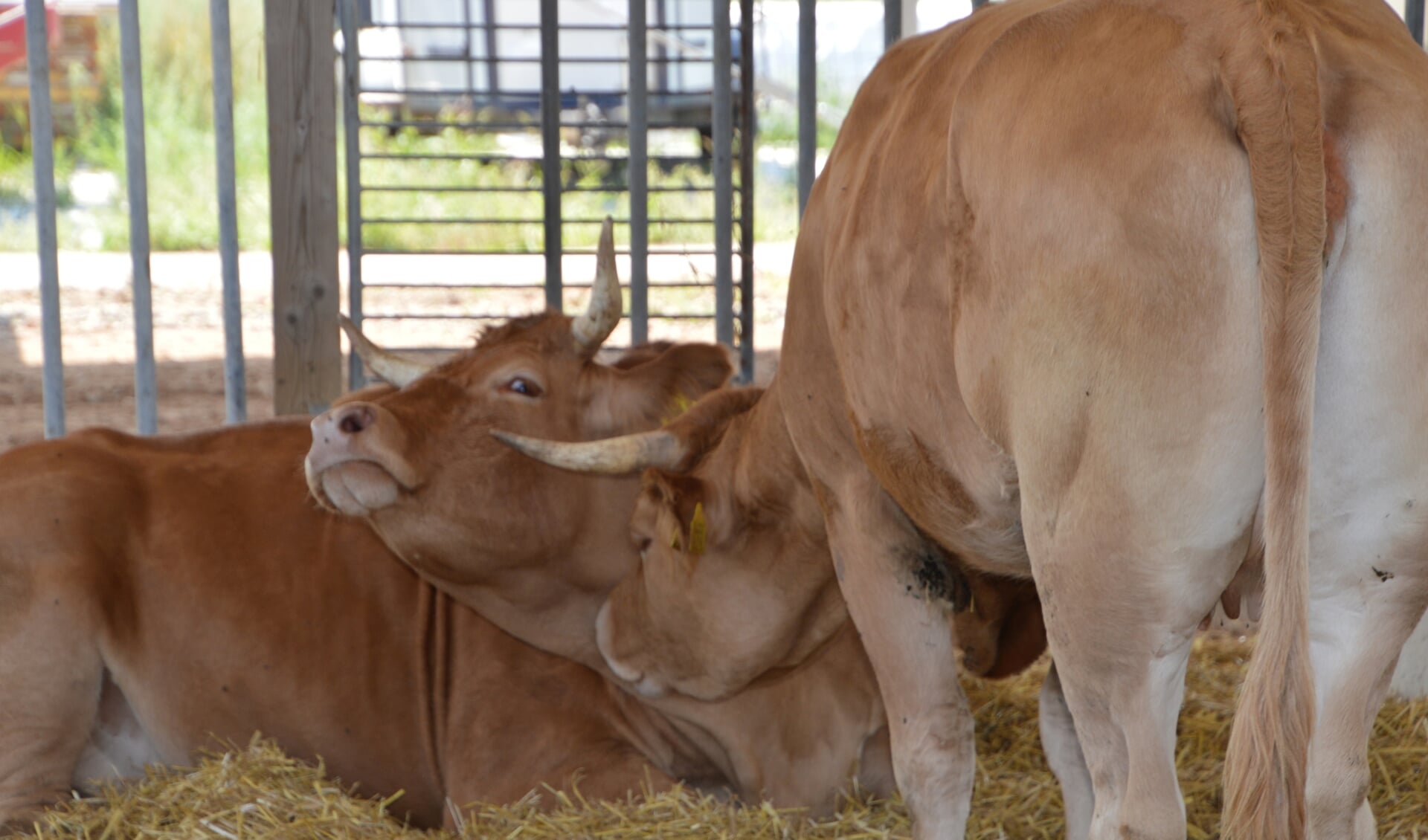 Limousin koeien bij de familie Van Bommel. Foto: PR