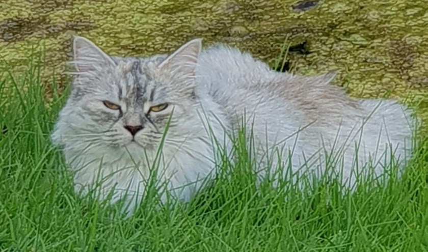 Poes Perla. Foto: PR