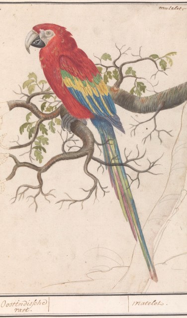 In 1594 mag de geteisterde Zutphense bevolking zich vergapen aan een 'voogell uuith Brasilien'. Misschien was het wel deze geelvleugelara (Ara macao) in een album met tekeningen van vogels, gemaakt rond 1600. Particuliere collectie, bruikleen Rijksmuseum. Foto: PR