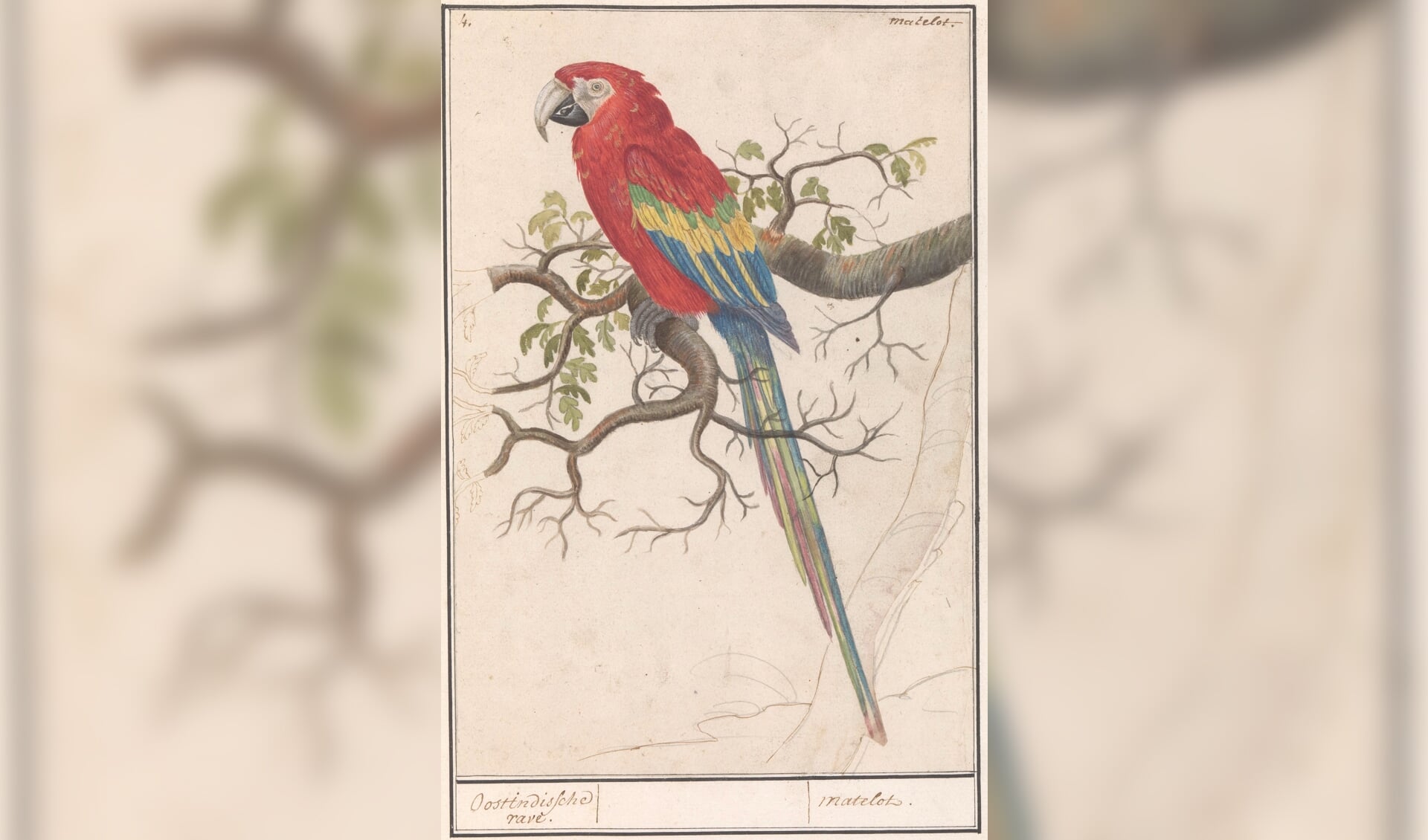 In 1594 mag de geteisterde Zutphense bevolking zich vergapen aan een 'voogell uuith Brasilien'. Misschien was het wel deze geelvleugelara (Ara macao) in een album met tekeningen van vogels, gemaakt rond 1600. Particuliere collectie, bruikleen Rijksmuseum. Foto: PR