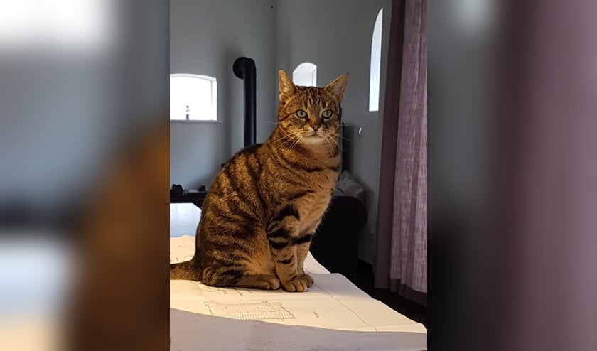 Kater Tebbie. Foto: eigen foto