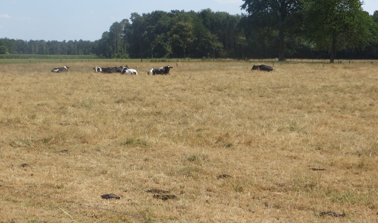 Verdroogd grasland in het Vosseveld. Foto: Bernhard Harfsterkamp