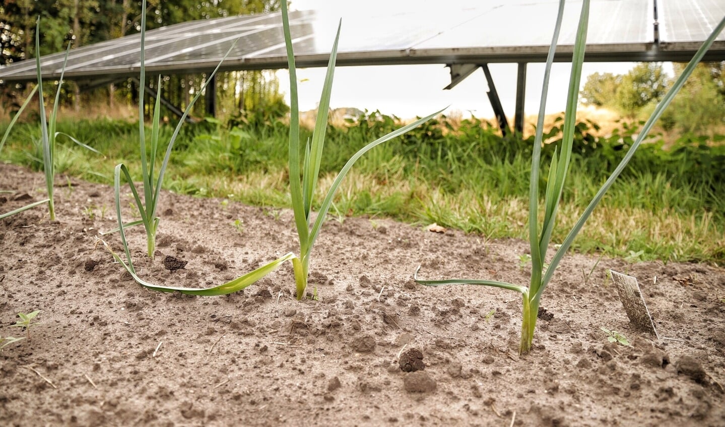 Groenten groeien goed in Solarpark de Kwekerij in Hengelo. Foto: Jonny Lawson 