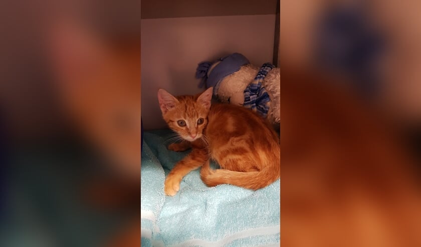 Van wie is deze kater? Foto: PR