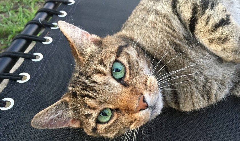 Knappie wordt vermist in Eibergen. Foto: PR