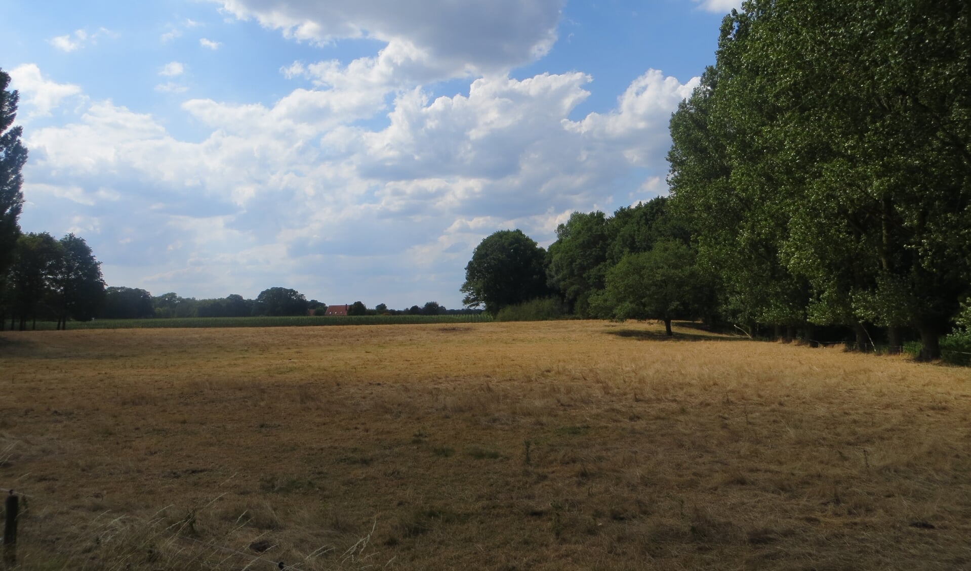 Verdroogd grasland nabij de Boven-Slinge. Foto: Bernhard Harfsterkamp