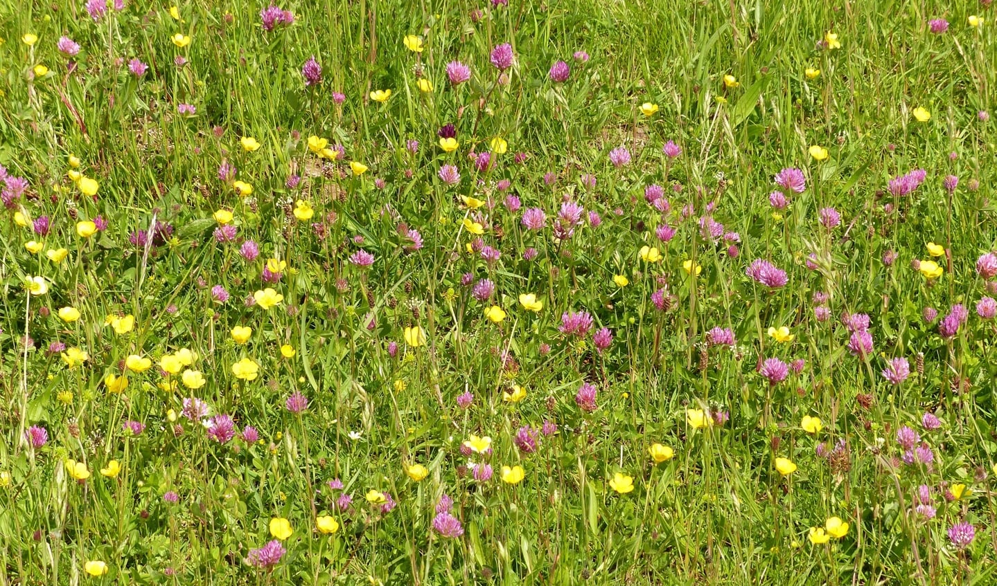 Het voortijdig of te veel maaien van bloemrijke bermen moet worden voorkomen. Foto: PR