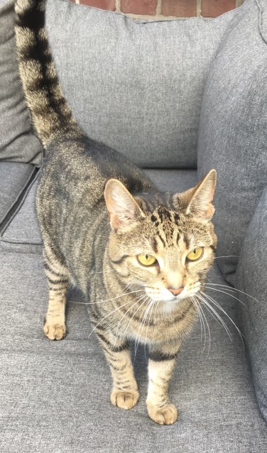 Meisje wordt vermist aan de Sondernweg. Foto: PR