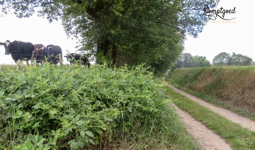 De 'holle weg' in Barlo. Foto: Janette van Egten