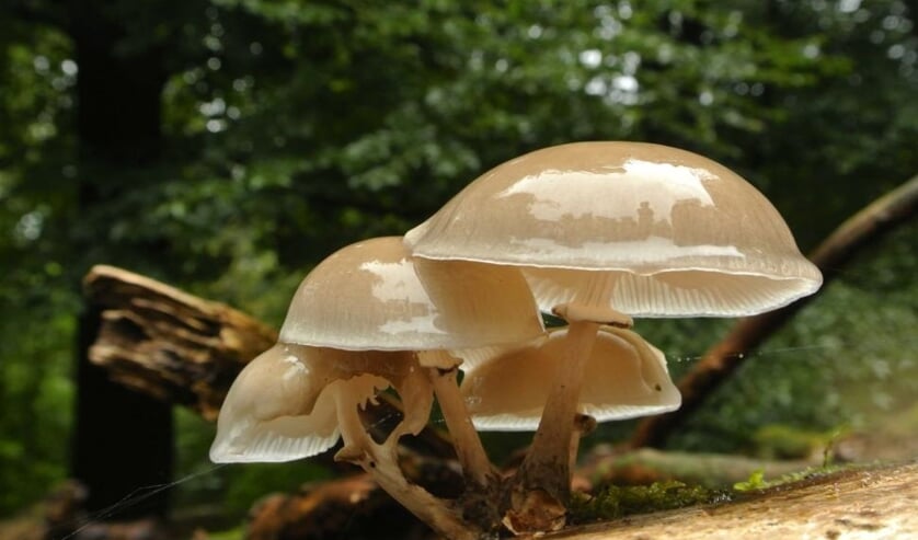 Paddenstoelenwandeling en paddenstoelen determineren bij de KNNV. Foto: archief
