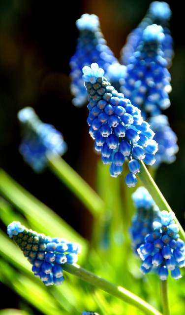 Blauwe druifjes. Foto: PR