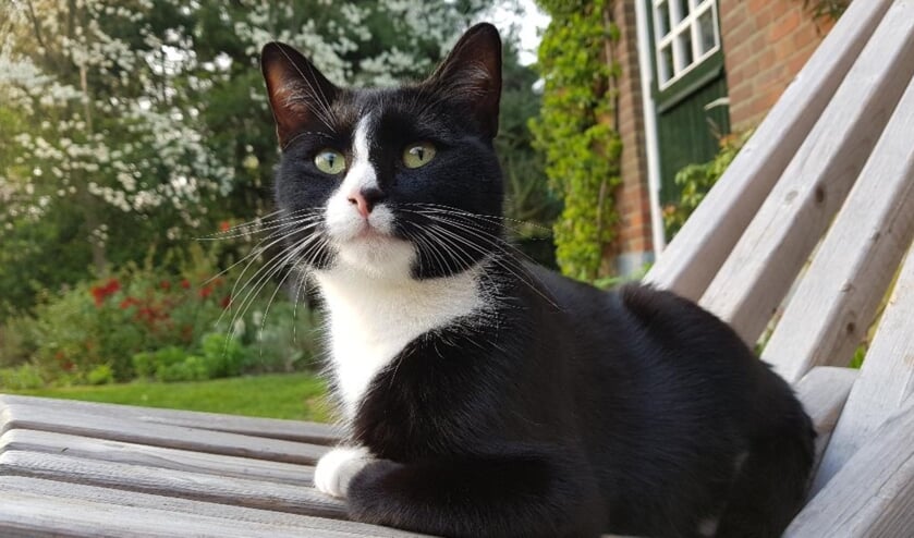 Fiep uit Bredevoort. Foto: PR