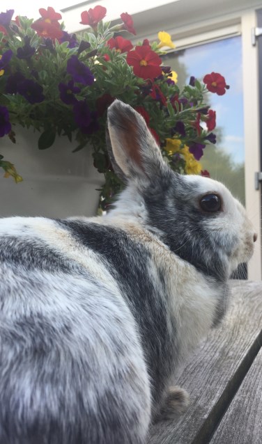 Konijn Snoepie uit Borculo. Foto: PR
