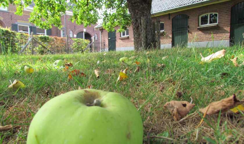 De oude appelboom naast de schuur van Winkels in Gelselaar inspireerde de Stichting Bie Winkels tot het organiseren van een Appeldag. Foto: PR