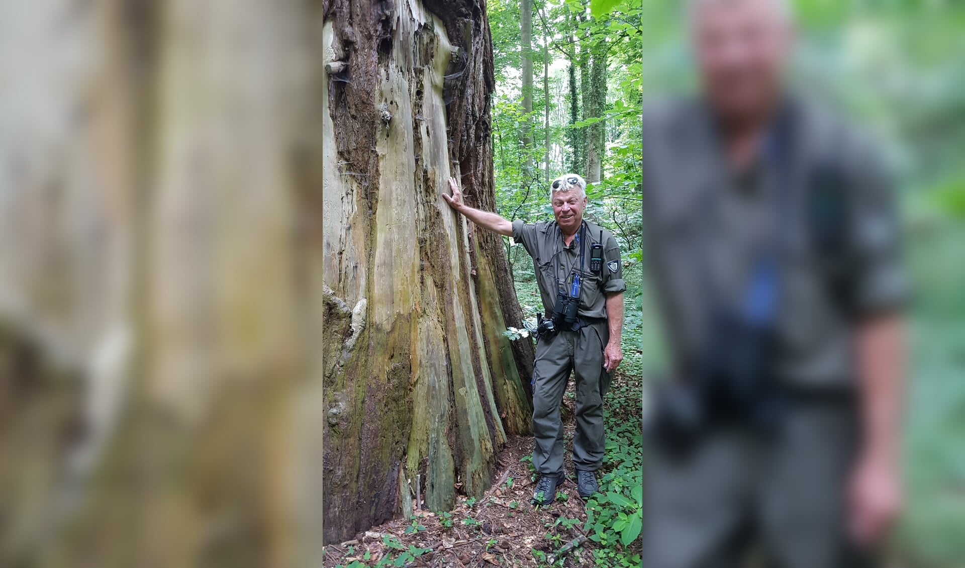 Willem Regtop in natuurgebied Hassinkbos bij Epse, eigendom van Natuurmonumenten. Eigen foto