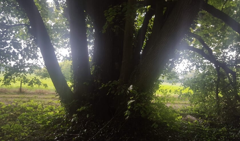 Monumentale linde op Landgoed 't Meenink. Foto: SLG