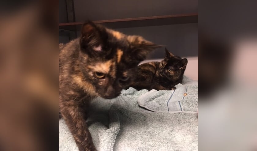 Deze kittens zijn gevonden in Lievelde. Foto: Amivedi