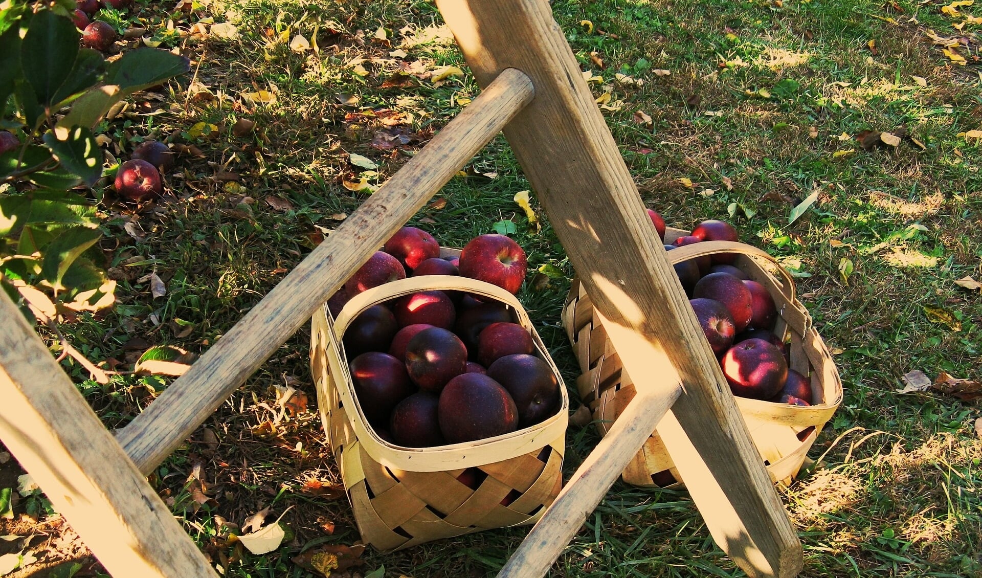 Appeltjesplukdag bij de hoogstamfruitboomgaard in Bronkhorst. Foto: PR