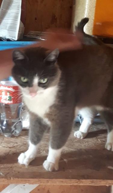 Kater Bowi. Foto: PR