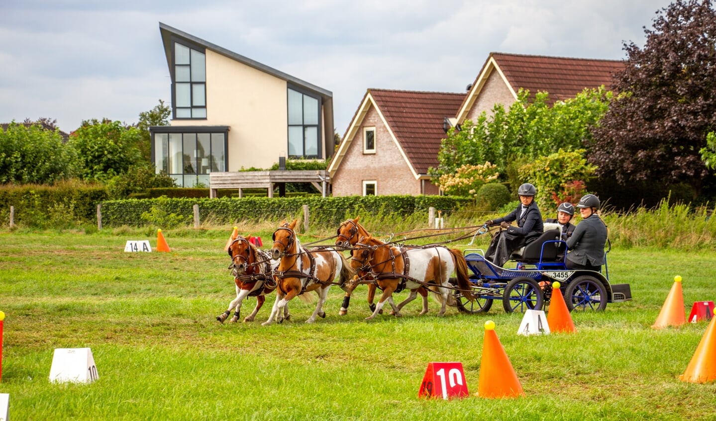 Een deelnemer ment haar vierspan pony's over het vaardigheidparcours tijdens het Nederlands Kampioenschap mennen. Foto: Liesbeth Spaansen