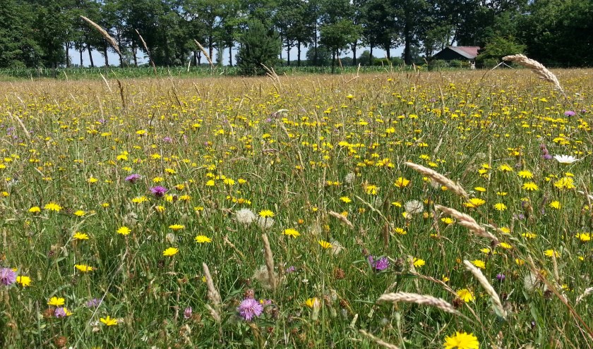 Een weide waarin zeker sprake is van biodiversiteit. Foto: PR