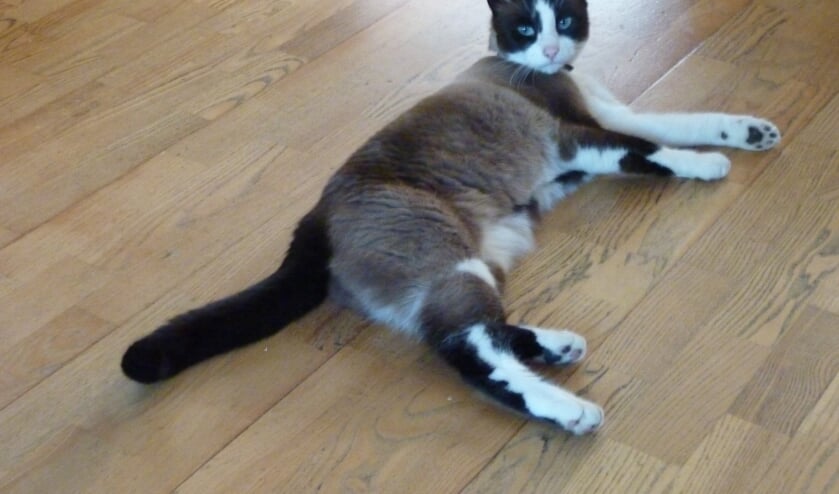 De vermiste Smokey. Foto: eigen foto