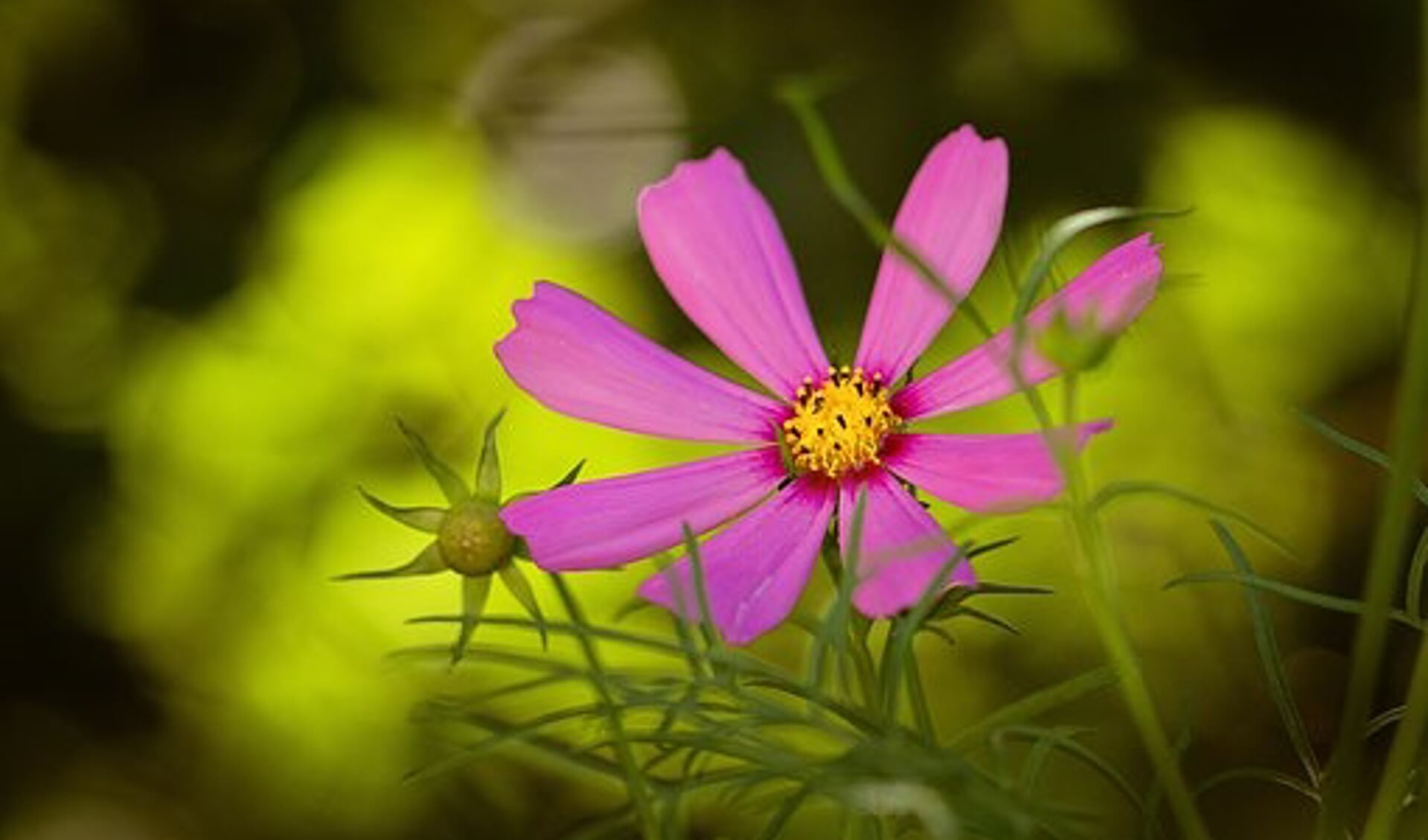 Cosmea. Foto: Eigen foto