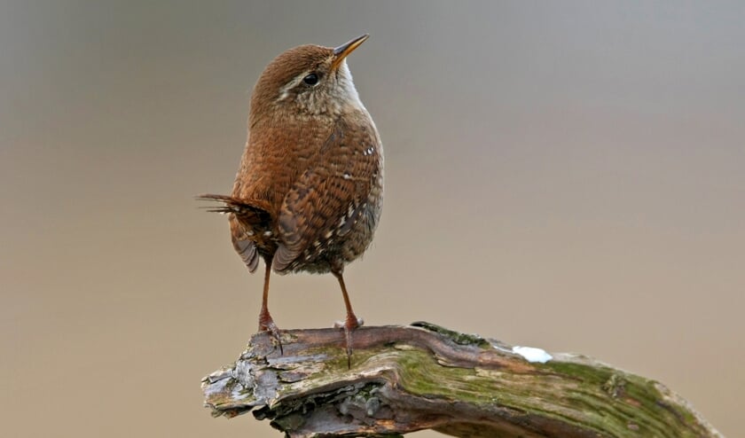 Winterkoning. Foto: Koos Dansen
