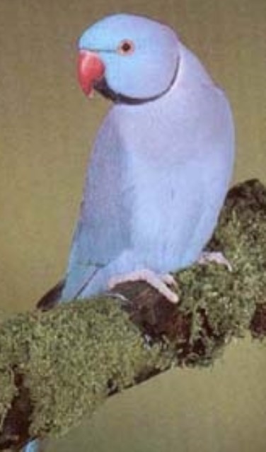 Indische halsbandparkiet blauw. Foto: PR