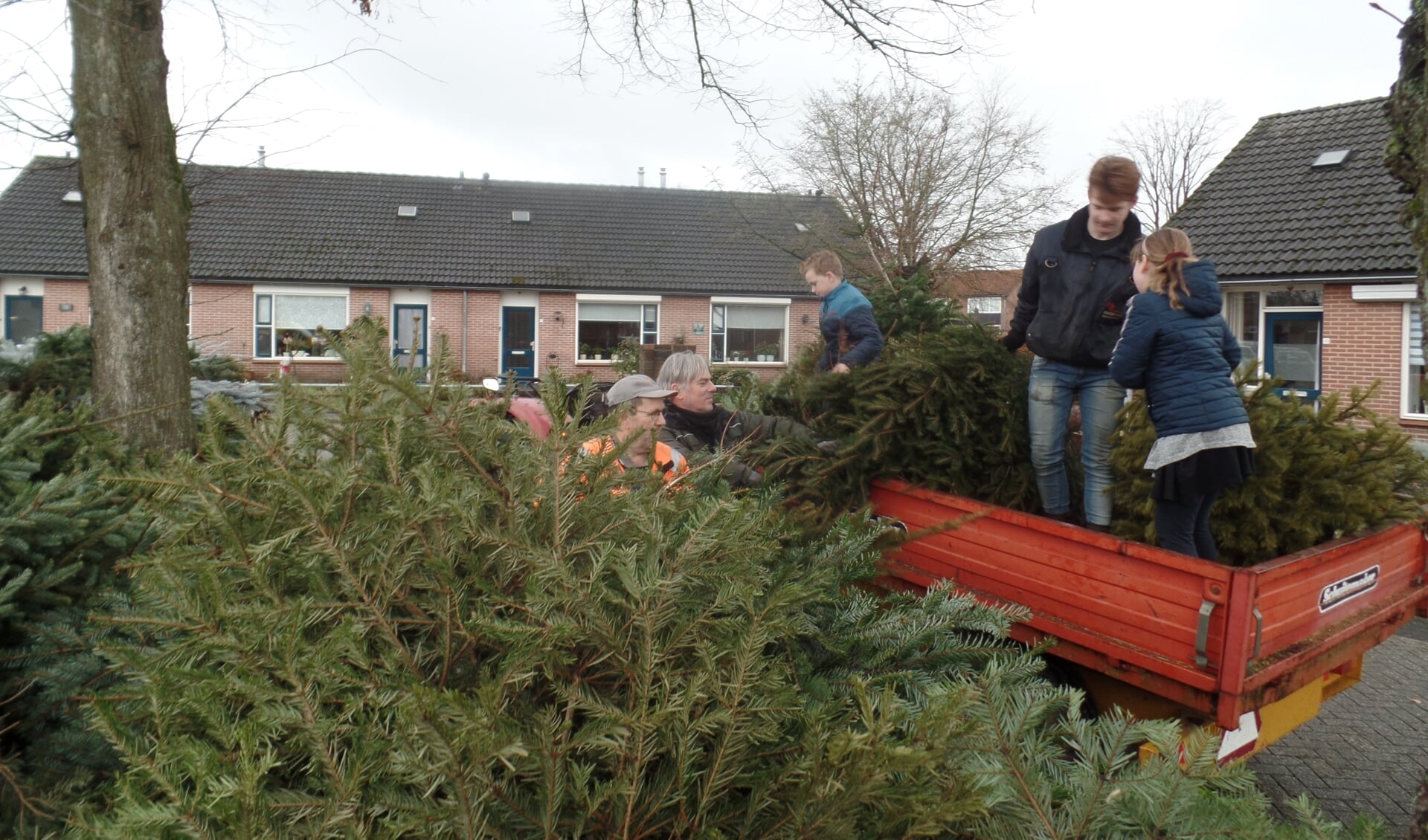 Met hulp van vader Stef Overbeek werden de bomen woensdagmiddag met een oldtimer tractor en een kiepwagen naar het Zuivelplein gebracht. Foto: Jan Hendriksen.. 