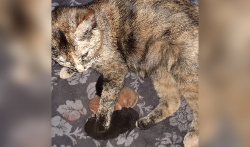 Poes Jet. Foto: eigen foto