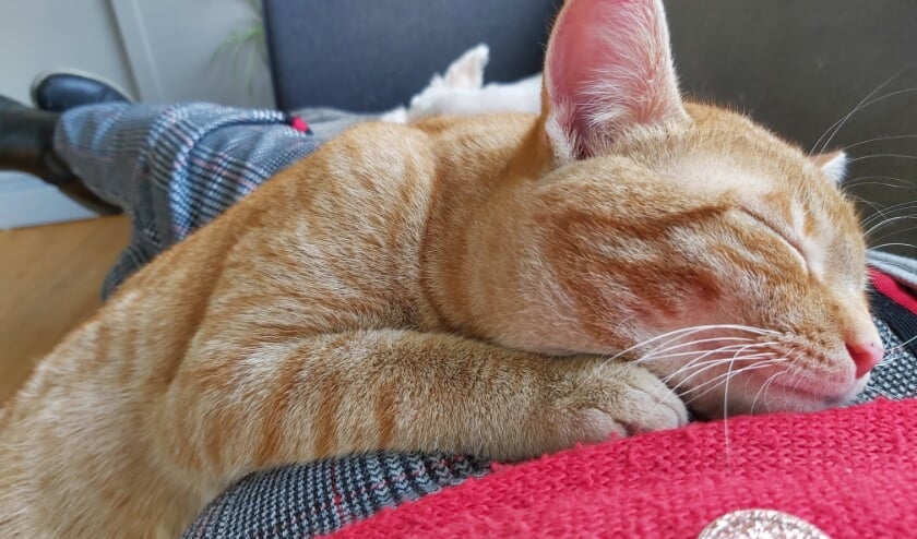<p>Kater Snap. Foto: PR</p>