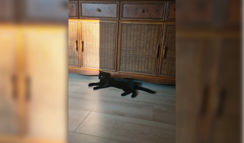 Kater Klaas. Foto: PR