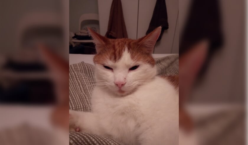 Kater Peppi wordt vermist in Eibergen. Foto: PR