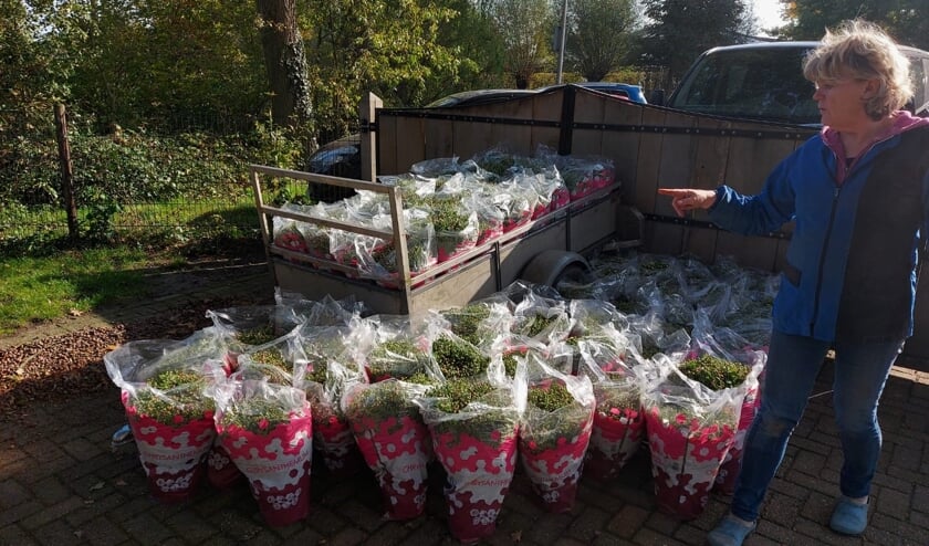 Bolchrysanten voor de 'Zonnebloemers' in Rekken. Foto: PR