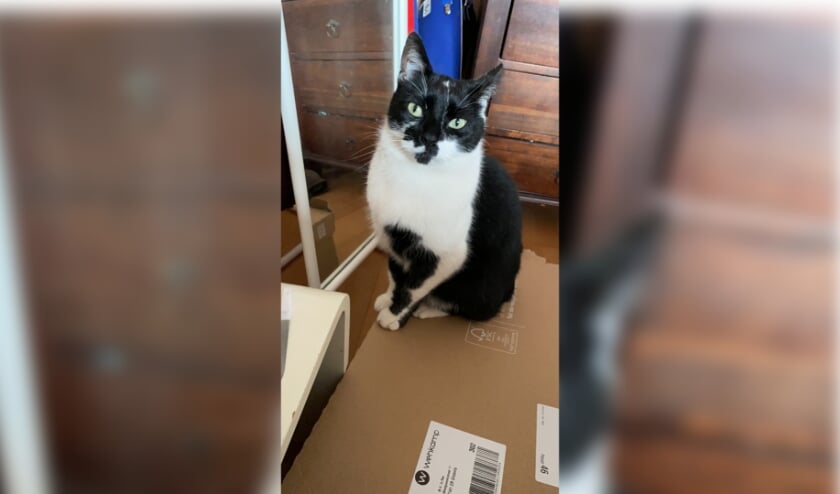 Kater Joris. Eigen foto